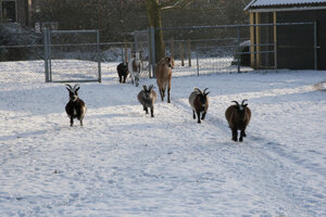Spelende geiten en paarden in de sneeuw op kinderboerderij