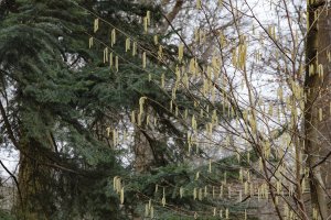 Lente ontwaakt in het bos met gele katjes