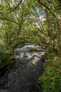 Beek in het groene bos