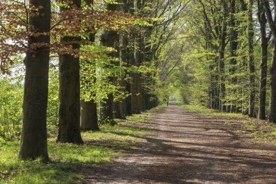 Sunlight filters through trees on a peaceful woodland path in sp