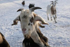 Geiten genieten van winter op kinderboerderij