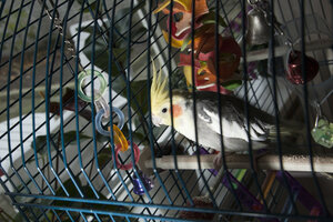 Nieuwsgierige valkparkiet in kooi