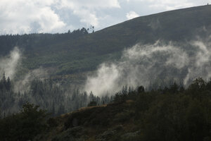 Mistig boslandschap onder bewolkte hemel