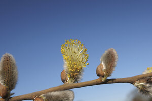 Spring wildflower bloom showcases delicate yellow catkins agains