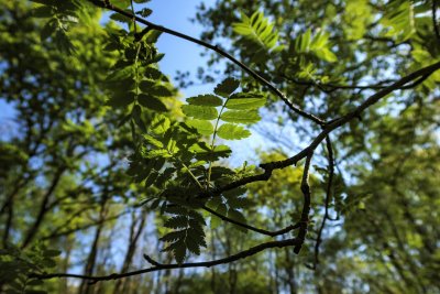 Sunlight filters through lush green leaves in a serene forest du