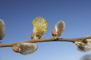 Blossoming willow catkins against a clear blue sky during spring