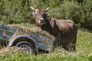 Bruine koe eet hooi in alpenweide
