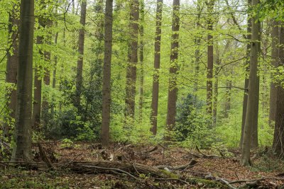 Lush forest with tall trees and vibrant greenery in springtime g