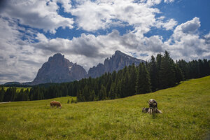 Spectaculair Alpenlandschap in Italië met grazend vee
