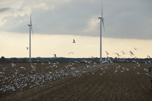 Vogelvlucht boven een geoogst veld