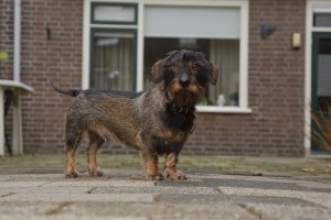 Kleine bruin-zwarte hond op stenen pad