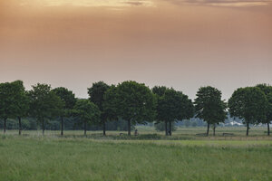Weelderig groen landschap met bomenrijen