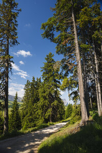 Slenterpad door weelderig groen en hoge naaldbomen