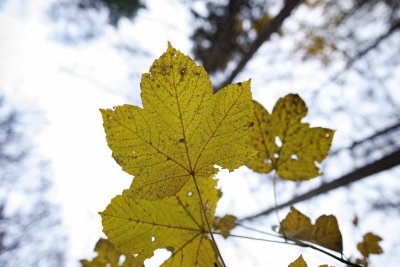 Goudgele herfstbladeren tegen bewolkte hemel in bos bij Breda