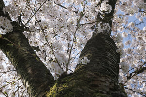 Bloeiende kersenbloesem in Zevenbergen