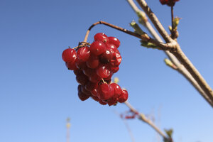 Freshly picked red berries hang from a slender branch against a