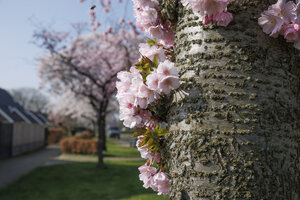 Kersenbloesem bloeit in Zevenbergen, Noord-Brabant
