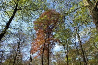 Tall tree stands out with vibrant red foliage among green leaves