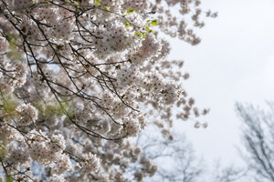 Kersenbloesem in lentelicht