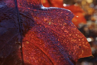 Rood herfstblad met dauwdruppels