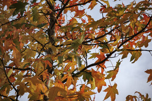 Colorful autumn leaves on trees in Zevenbergen, Noord-Brabant, N