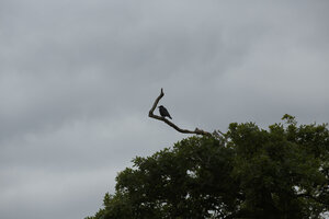 Vogel op tak tegen bewolkte lucht