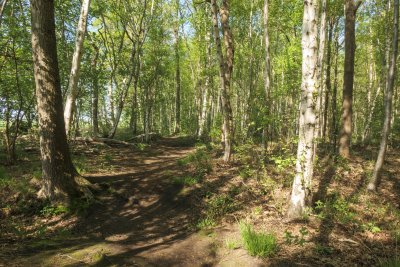 Serene walking path in a lush green forest during a bright after