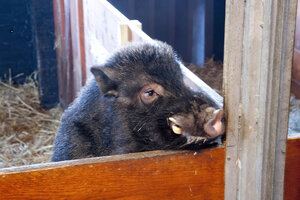Spelend biggetje in kinderboerderij