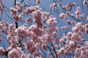 Kersenbloesem in volle bloei onder blauwe lucht