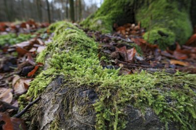 Mos en herfstbladeren op bosbodem