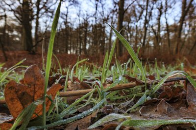 Overgang herfst-winter met vorst op bosbodem