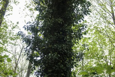 Lush green vines enveloping a tall tree in a serene forest durin