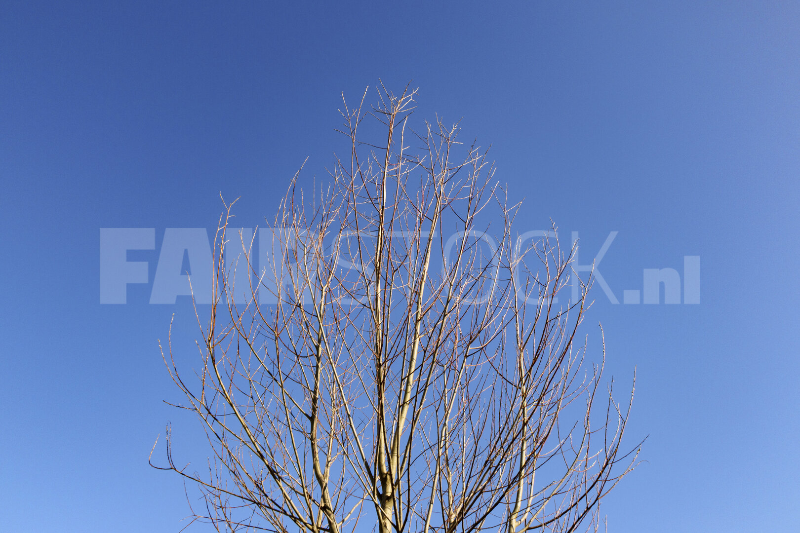 Bare tree branches reach towards a clear blue sky on a bright da