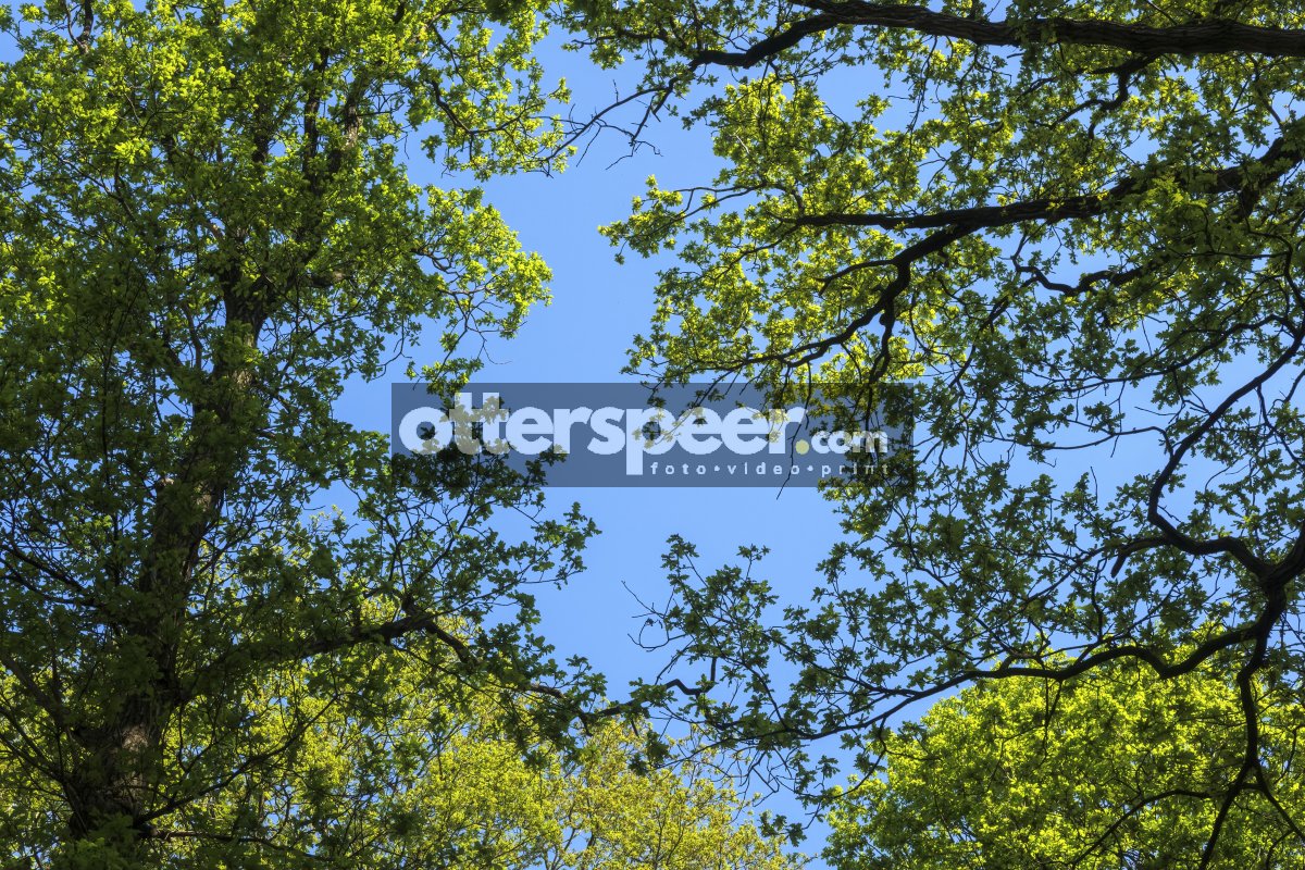 Bright blue sky framed by vibrant green tree leaves on a sunny d