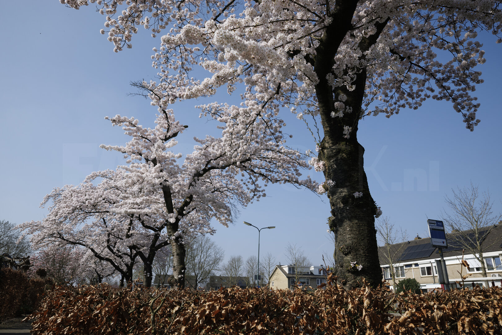 Kersenbloesem in volle bloei in Zevenbergen