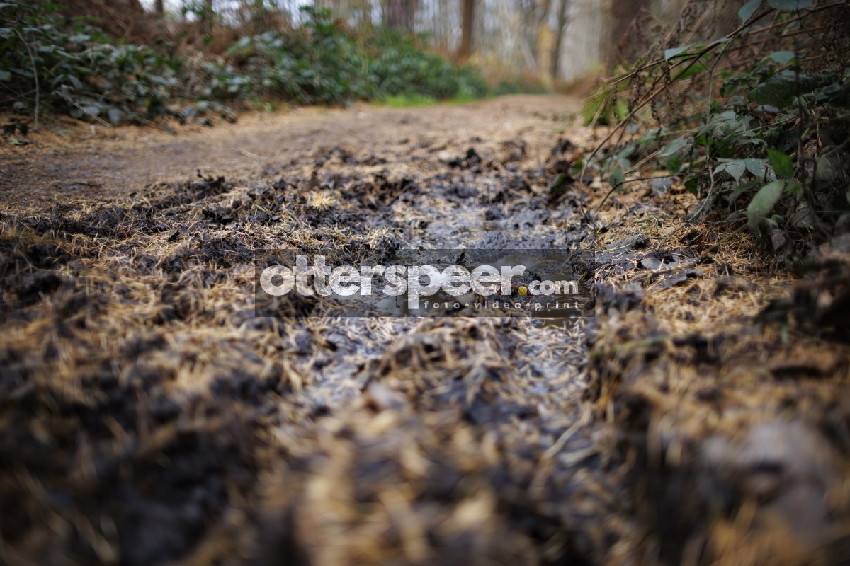 Modderig bospad tussen groen in vroege voorjaar Breda