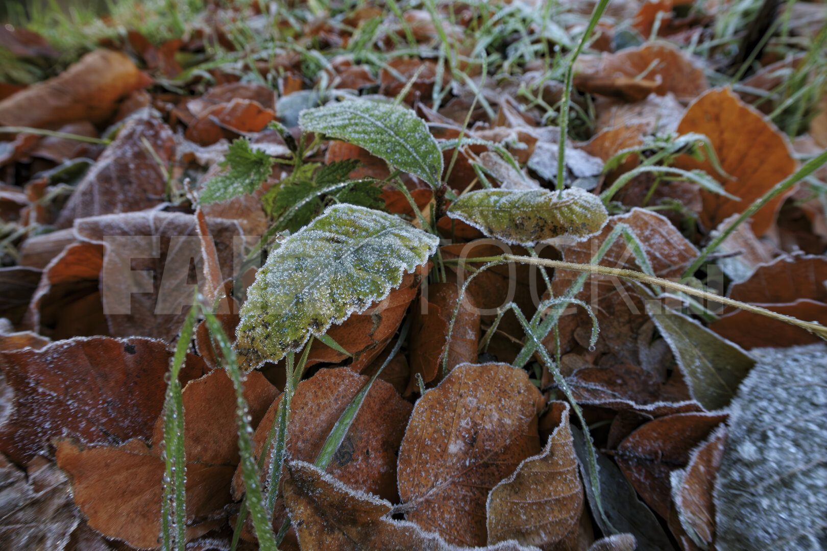 Rijp en ruit: herfst gaat over in winter