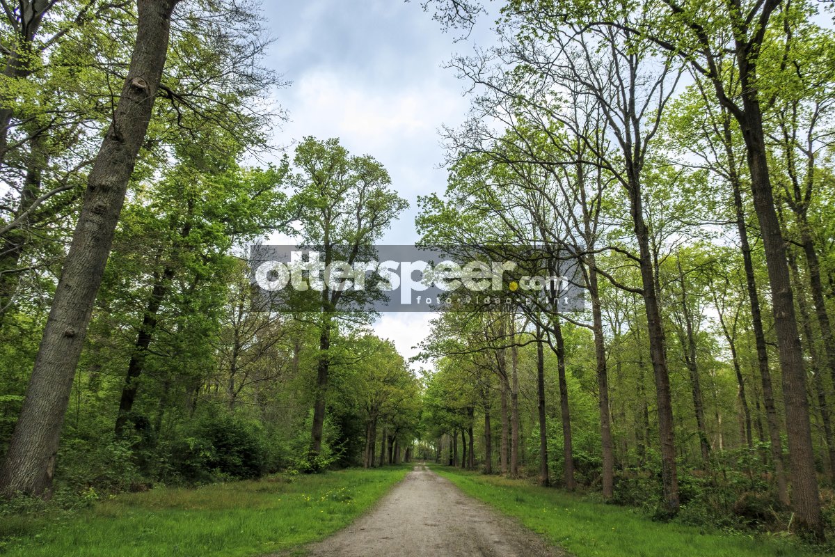 Renewing connection with nature along a tranquil forest path on