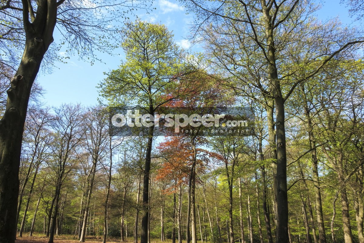 Vibrant forest in spring with new green leaves and a hint of fal