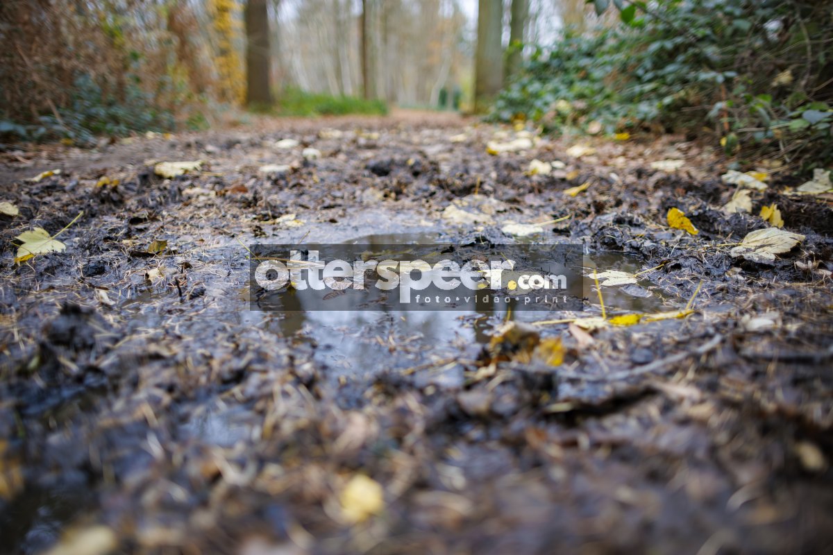 Nat bospad met herfstbladeren na regenbui bij Breda