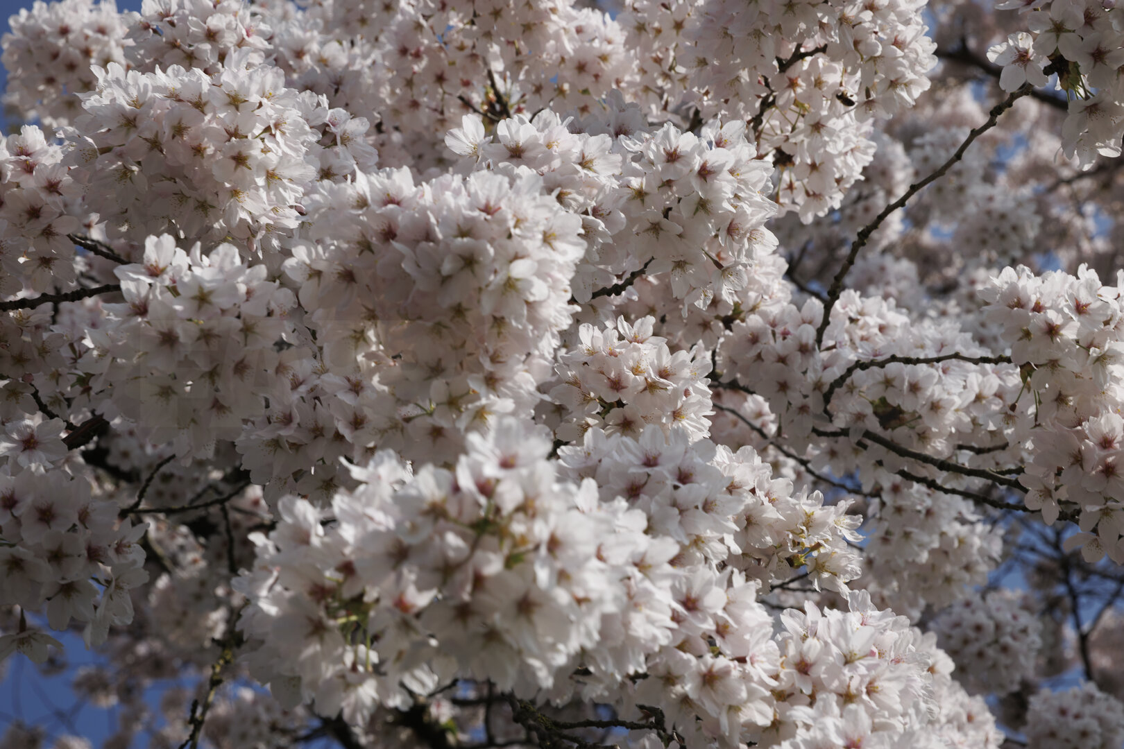 Kersenbloesem in volle bloei in Noord-Brabant