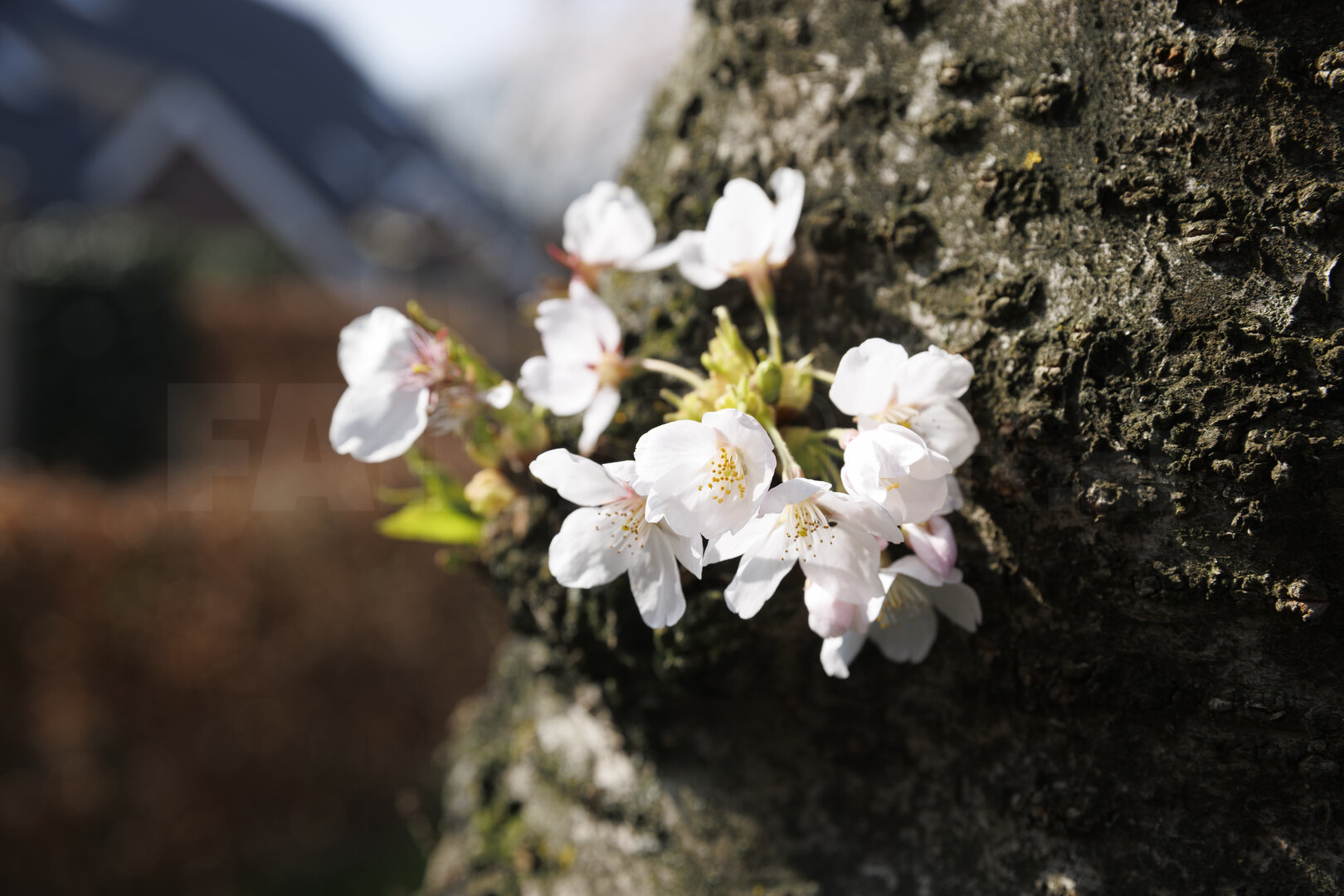 Kersenbloesem aan boomstam in Zevenbergen