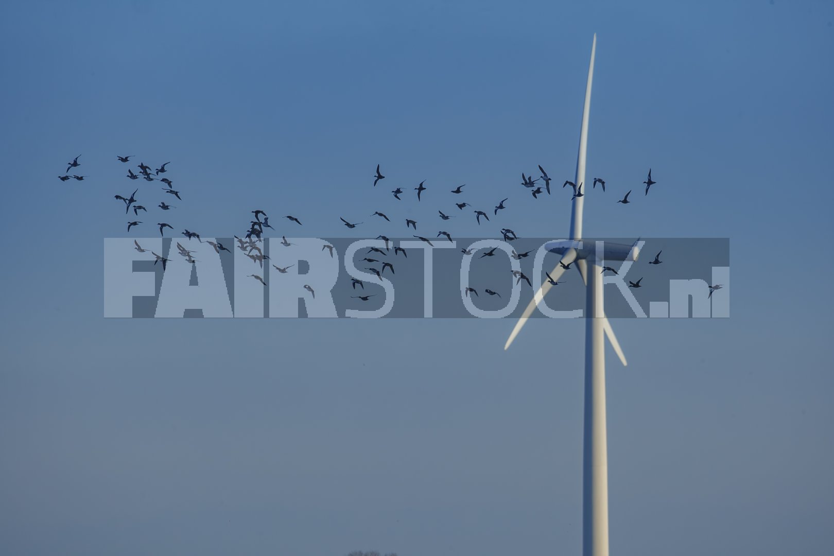 Vogels vliegen bij windturbine in de namiddag
