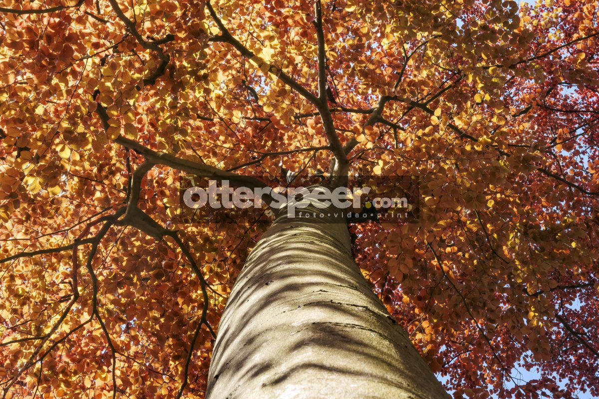 Looking up at a tall tree with vibrant fall leaves in a serene p