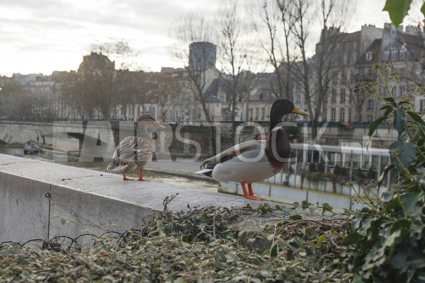 Twee eenden bij de Seine in Parijs op een bewolkte middag