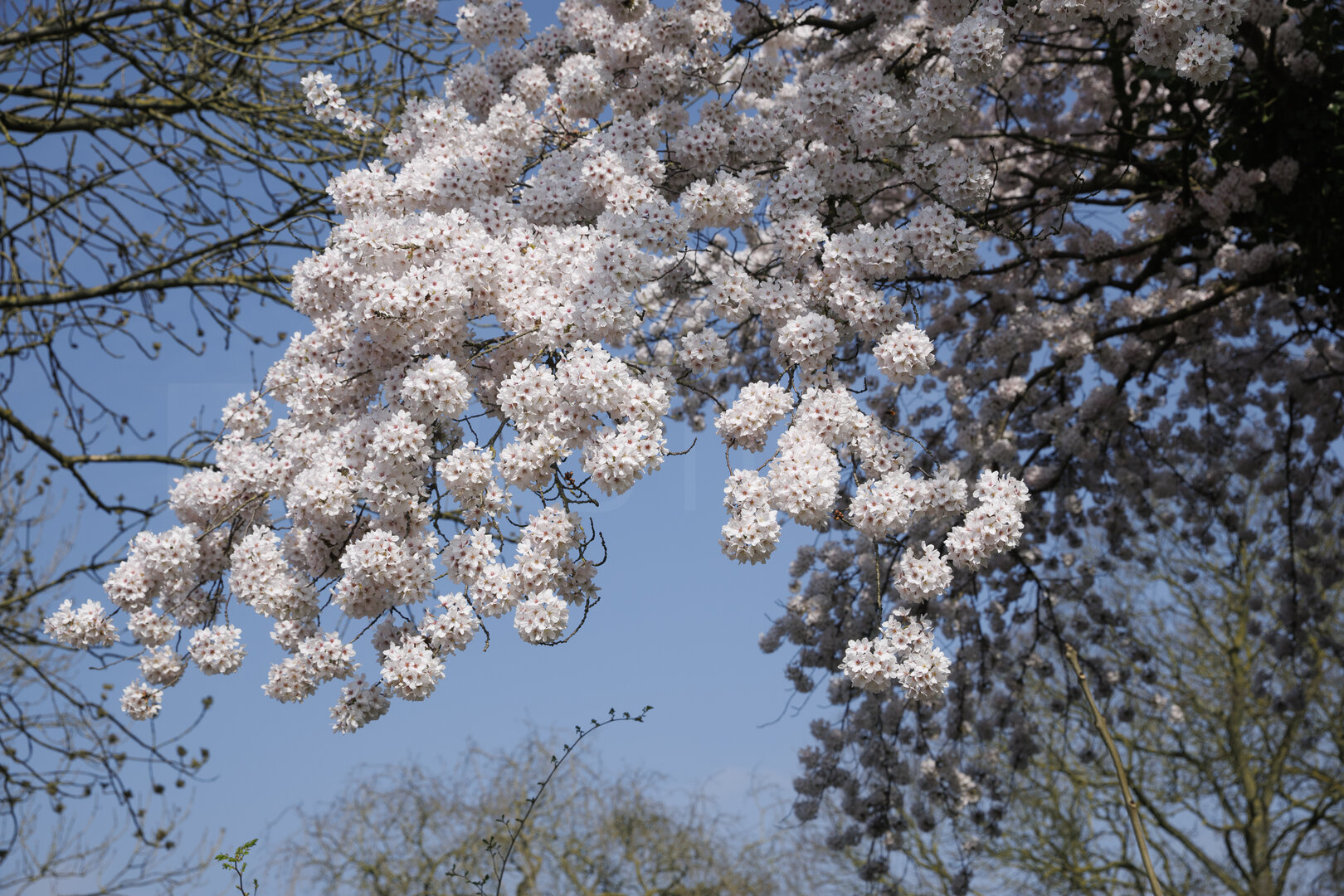 Bloeiende kersenbomen in Noord-Brabant