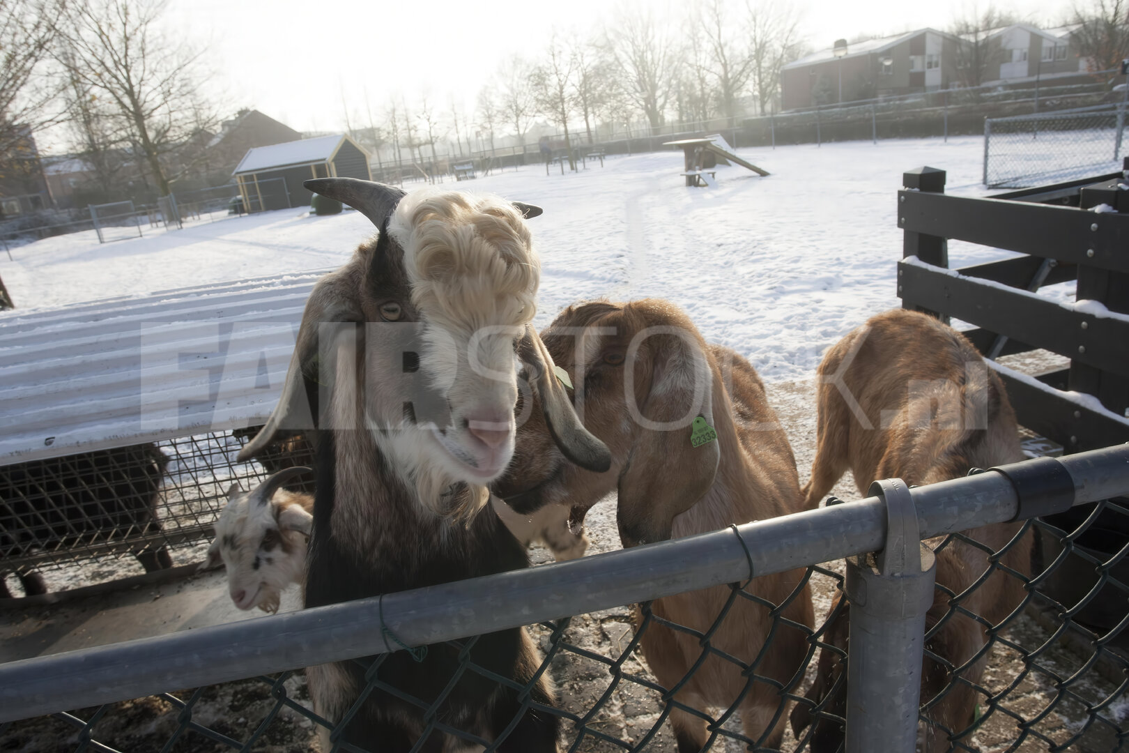 Geiten op kinderboerderij in winterse sfeer