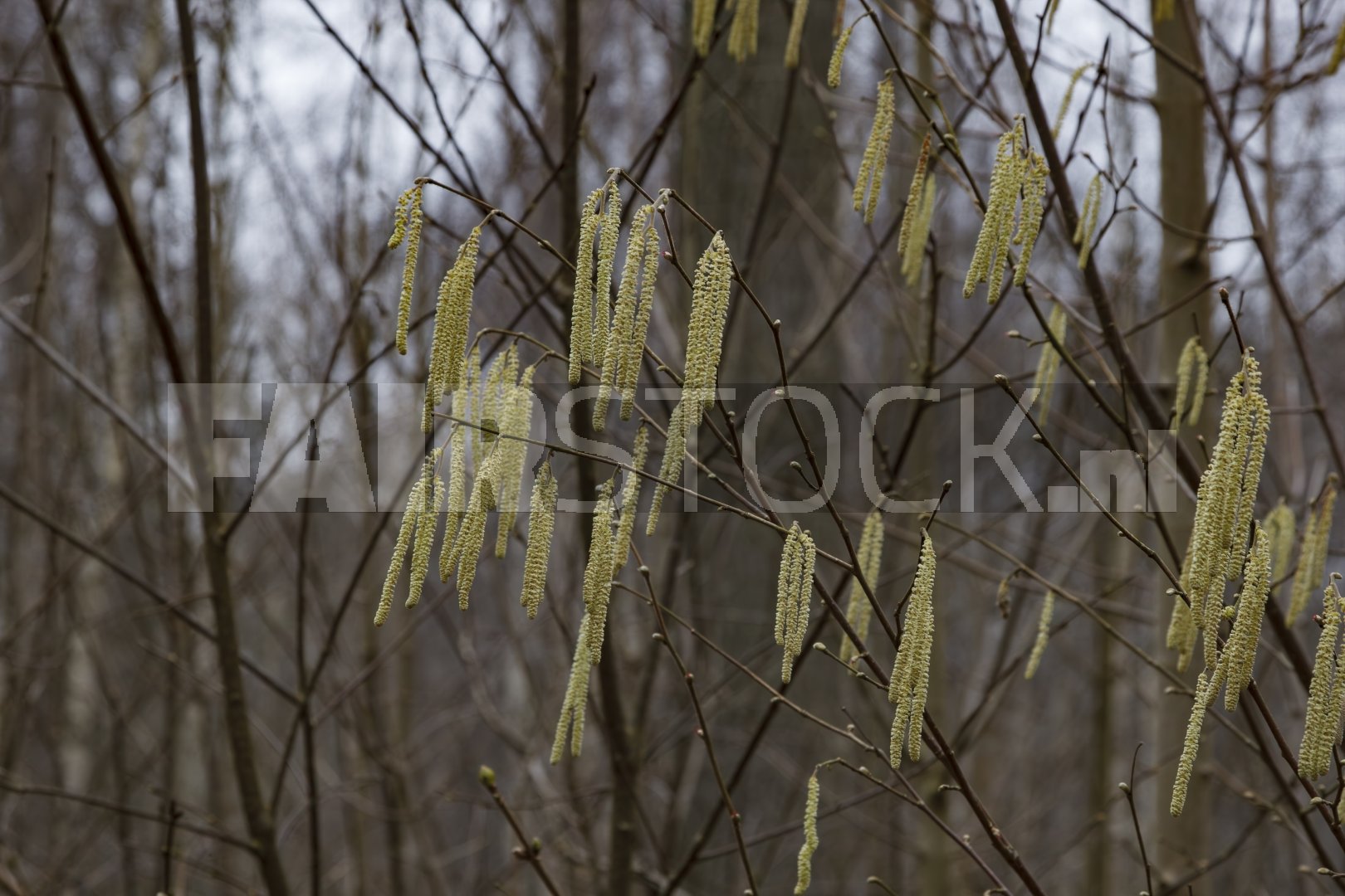 Gele katjes aan takken in kaal bos in de lente