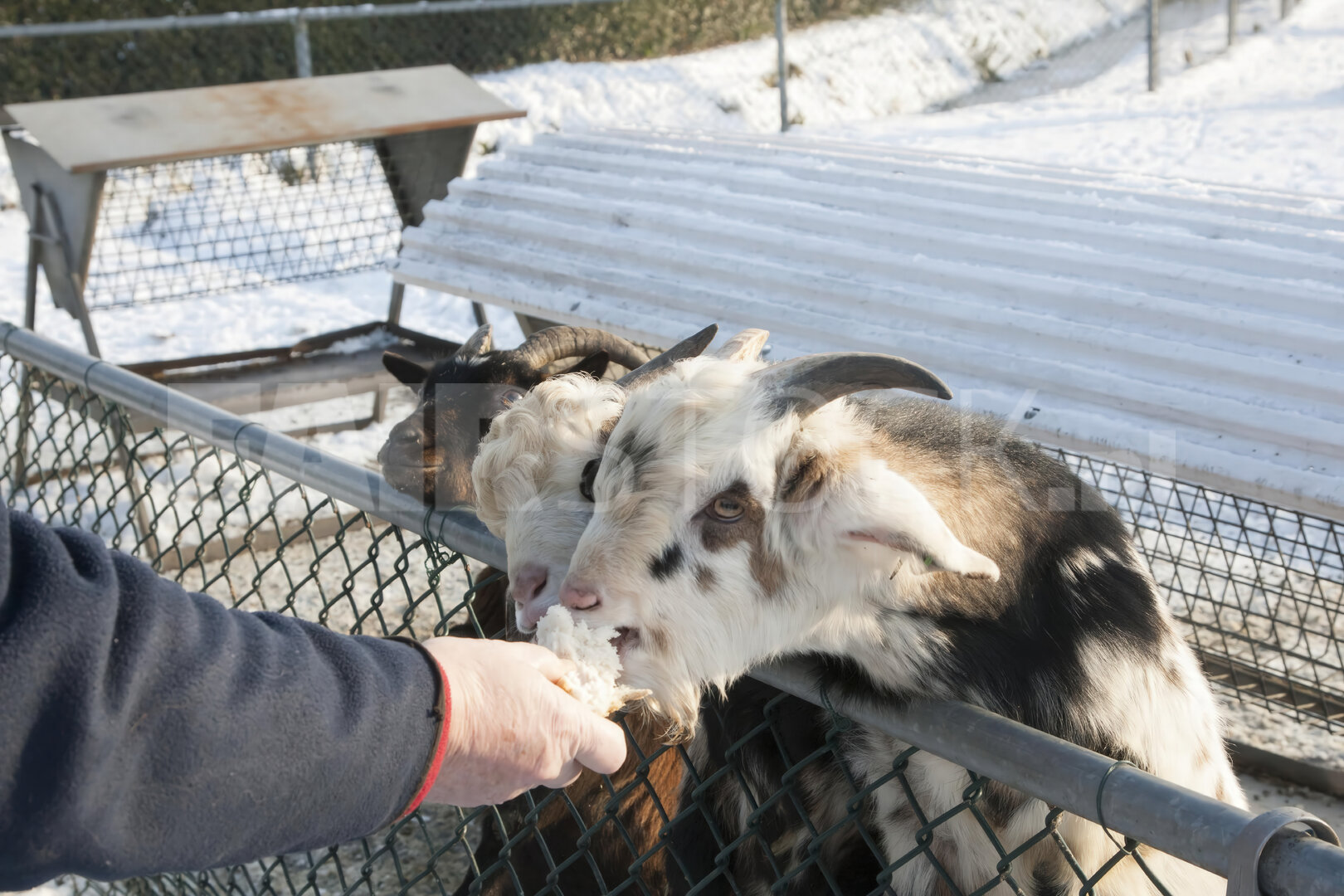 Voedertijd op kinderboerderij met geiten in de sneeuw