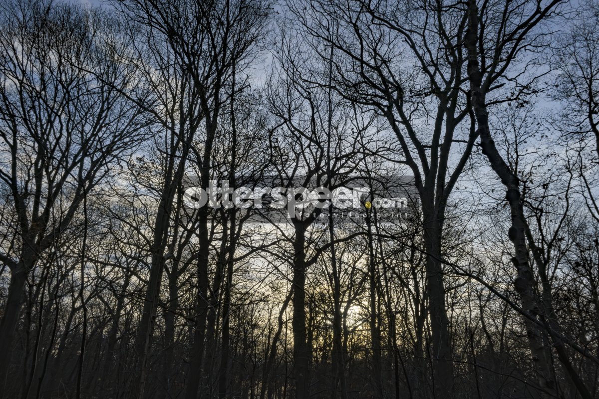 Serene bosovergang van herfst naar winter bij schemering